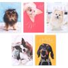 American Greetings Funny Blank Cards with Envelopes for All Occasions, Dogs & Cats (48-Count)(Funny Dogs)